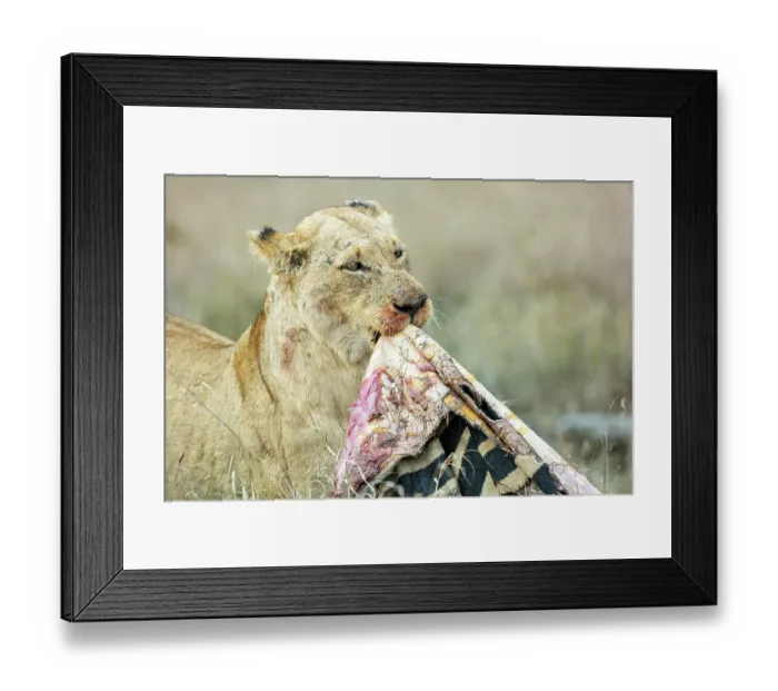 Framed Print : Lion (Panthera leo) female, dragging leftover Zebra skin to feed on, Klaserie Private Game Reserve, South Africa Framed Print : Lion (Panthera leo) female, dragging leftover Zebra skin to feed on, Klaserie Private Game Reserve, South Africa