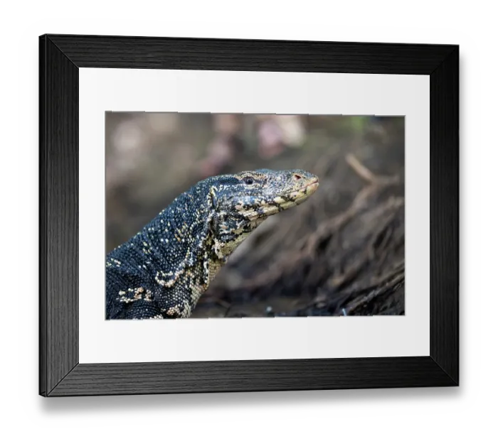 Framed Print : Water monitor (Varanus salvator) head portrait, Sri Lanka Framed Print : Water monitor (Varanus salvator) head portrait, Sri Lanka