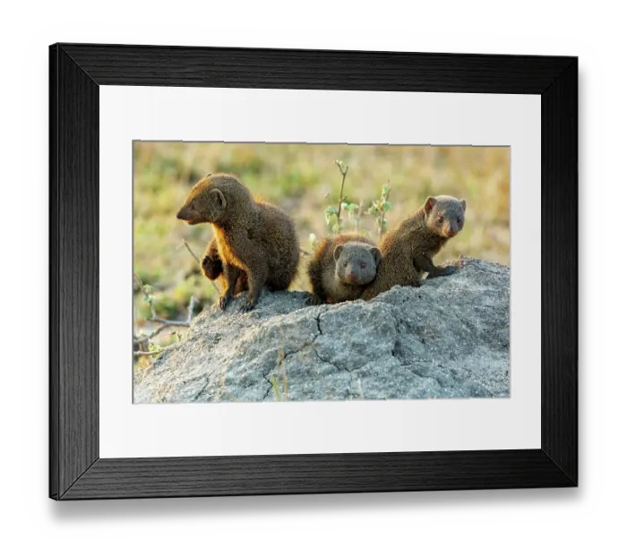 Framed Print : Three Common dwarf mongoose (Helogale parvula) resting on a rock, Sabi Sands Private Game Reserve, South Africa Framed Print : Three Common dwarf mongoose (Helogale parvula) resting on a rock, Sabi Sands Private Game Reserve, South Africa