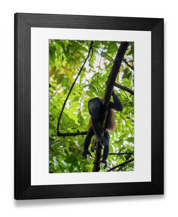Framed Print : RF - Mantled howler monkey (Alouatta palliata) male, resting in a tree, Curu wildlife refuge, Nicoya peninsula, Costa Rica Framed Print : RF - Mantled howler monkey (Alouatta palliata) male, resting in a tree, Curu wildlife refuge, Nicoya peninsula, Costa Rica