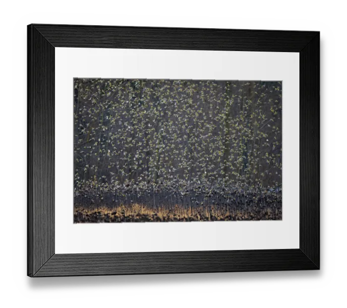 Framed Print : European goldfinches (Carduelis carduelis) flock in flight over field, Lower Silesia, Poland. February Framed Print : European goldfinches (Carduelis carduelis) flock in flight over field, Lower Silesia, Poland. February