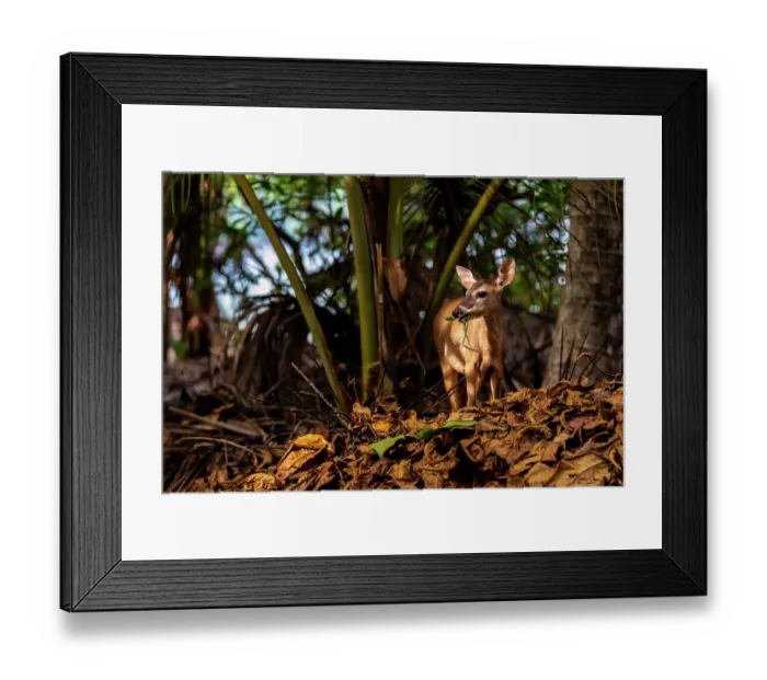 Framed Print : White-tailed deer (Odocoileus virginianus) feeding on vegetation in dry rainforest habitat, Curu wildlife refuge, Nicoya peninsula, Costa Rica Framed Print : White-tailed deer (Odocoileus virginianus) feeding on vegetation in dry rainforest habitat, Curu wildlife refuge, Nicoya peninsula, Costa Rica