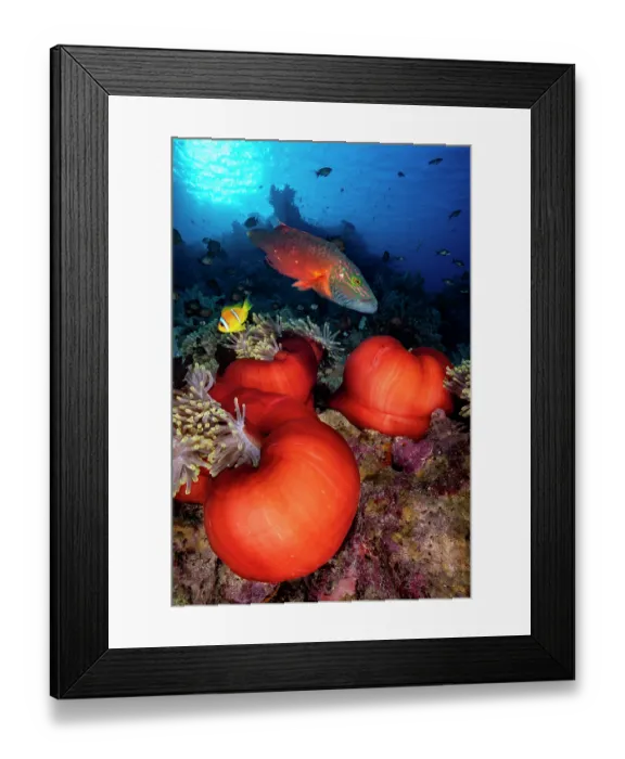 Framed Print : Bandcheek wrasse (Oxycheilinus digrammus) patrolling above balled-up Magnificent sea anemones (Heteractis magnifica) Framed Print : Bandcheek wrasse (Oxycheilinus digrammus) patrolling above balled-up Magnificent sea anemones (Heteractis magnifica)