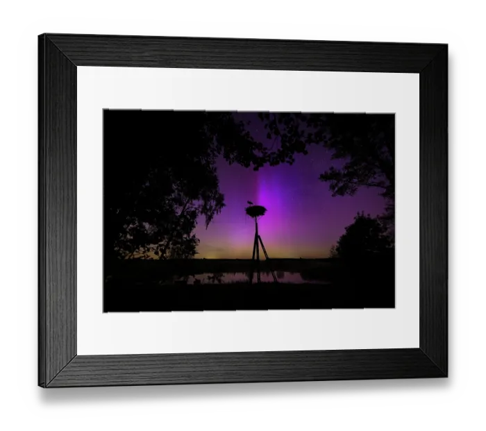 Framed Print : White stork (Ciconia ciconia) perched on artificial nest at night silhouetted against Aurora borealis across the night sky, Lower Silesia, Poland. May Framed Print : White stork (Ciconia ciconia) perched on artificial nest at night silhouetted against Aurora borealis across the night sky, Lower Silesia, Poland. May