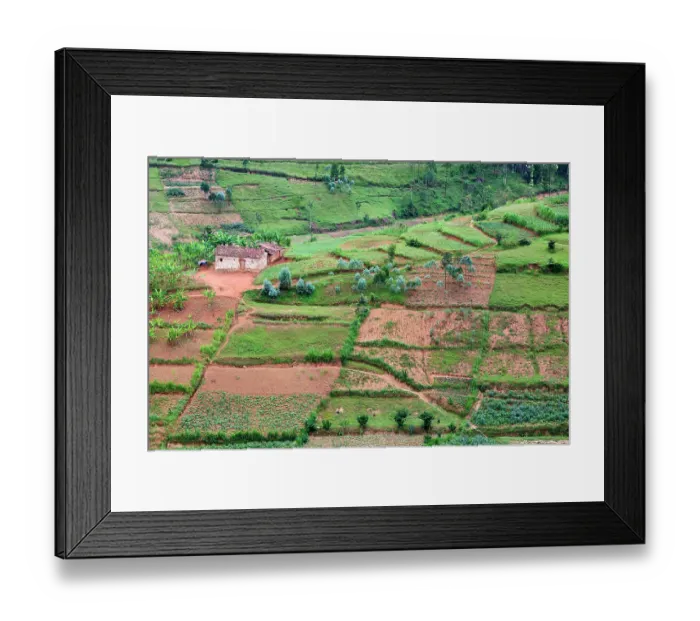 Framed Print : Farmland, fields and tea plantation, Gishwati district, Rwanda. March, 2025 Framed Print : Farmland, fields and tea plantation, Gishwati district, Rwanda. March, 2025