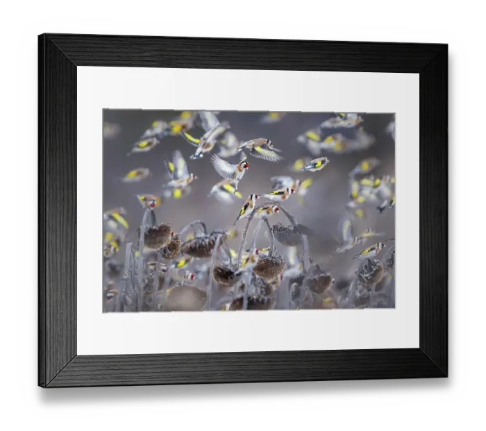 Framed Print : European goldfinches (Carduelis carduelis) flock in flight over field, Lower Silesia, Poland. February Framed Print : European goldfinches (Carduelis carduelis) flock in flight over field, Lower Silesia, Poland. February
