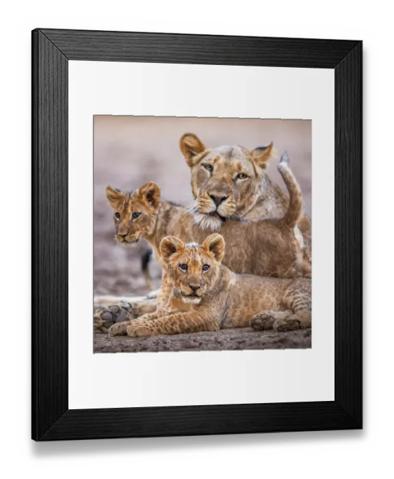 Framed Print : African lion (Panthera leo) female with two cubs resting, South Luangwa National Park, Zambia Framed Print : African lion (Panthera leo) female with two cubs resting, South Luangwa National Park, Zambia