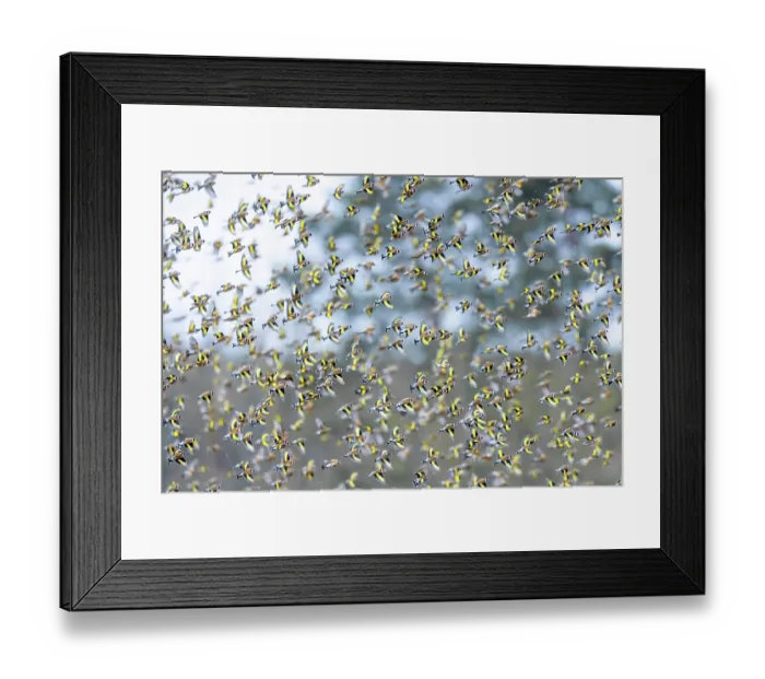 Framed Print : European goldfinches (Carduelis carduelis) flock in flight over field, Lower Silesia, Poland. February Framed Print : European goldfinches (Carduelis carduelis) flock in flight over field, Lower Silesia, Poland. February