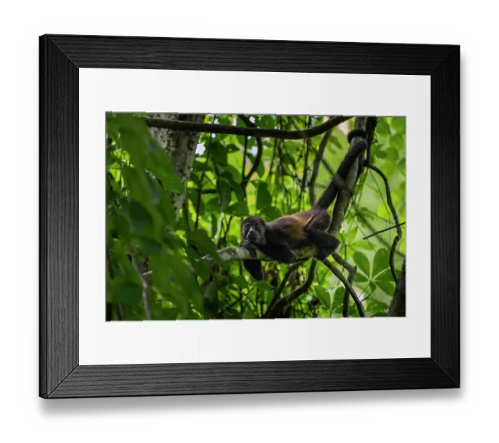 Framed Print : Mantled howler monkey (Alouatta palliata) resting in a tree, Curu wildlife refuge, Nicoya peninsula, Costa Rica Framed Print : Mantled howler monkey (Alouatta palliata) resting in a tree, Curu wildlife refuge, Nicoya peninsula, Costa Rica