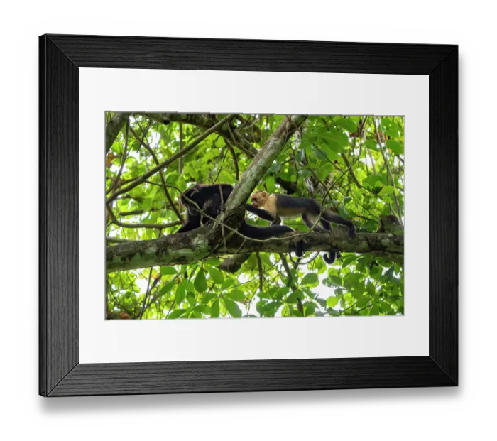 Framed Print : White-faced capuchin (Cebus capucinus imitator) approaching a female Mantled howler monkey (Alouatta palliata) in a tree, Curu wildlife refuge, Nicoya peninsula, Costa Rica Framed Print : White-faced capuchin (Cebus capucinus imitator) approaching a female Mantled howler monkey (Alouatta palliata) in a tree, Curu wildlife refuge, Nicoya peninsula, Costa Rica
