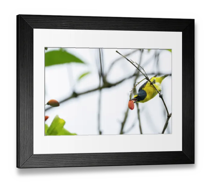 Framed Print : Yellow-throated euphonia (Euphonia hirundinacea) perched in tree feeding on fruit, Curu wildlife refuge, Nicoya peninsula, Costa Rica Framed Print : Yellow-throated euphonia (Euphonia hirundinacea) perched in tree feeding on fruit, Curu wildlife refuge, Nicoya peninsula, Costa Rica