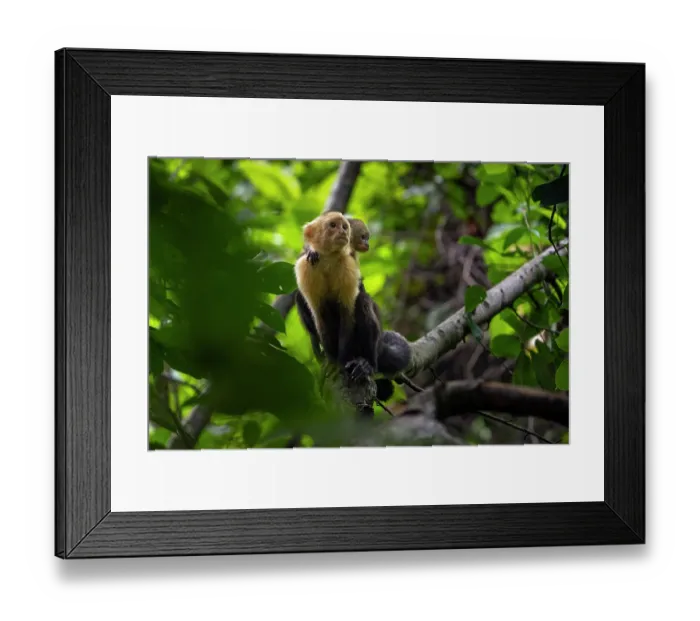 Framed Print : White-faced capuchin (Cebus capucinus imitator) female sitting in tree carrying infant on her back, Curu wildlife refuge, Nicoya peninsula, Costa Rica Framed Print : White-faced capuchin (Cebus capucinus imitator) female sitting in tree carrying infant on her back, Curu wildlife refuge, Nicoya peninsula, Costa Rica