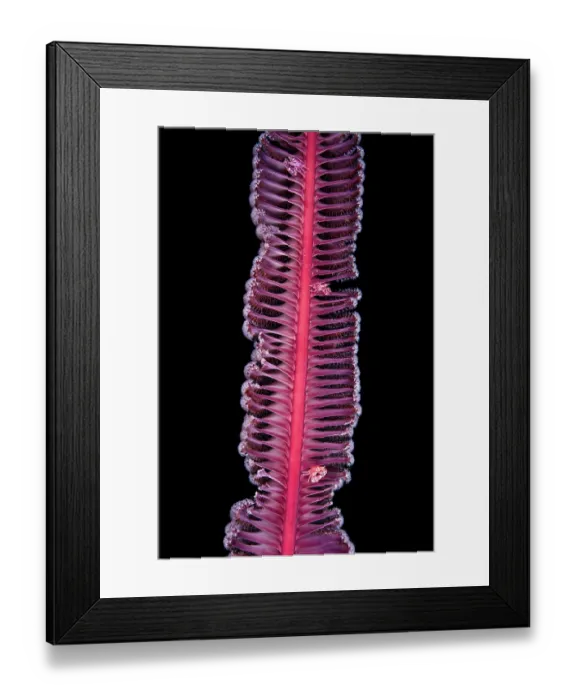 Framed Print : Three Four-lobed porcelain crabs (Lissoporcellana quadrilobata) resting on a red Sea pen (Scytalium sp.) at night, Komodo National Park, Indonesia, Savu Sea, Indian Ocean Framed Print : Three Four-lobed porcelain crabs (Lissoporcellana quadrilobata) resting on a red Sea pen (Scytalium sp.) at night, Komodo National Park, Indonesia, Savu Sea, Indian Ocean