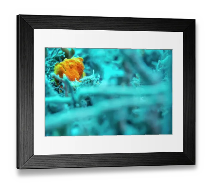 Framed Print : Orange painted frogfish (Antennarius pictus) hiding among sponges and rubble, North Sulawesi, Indonesia, Lembeh Strait, Molucca Sea
