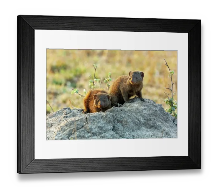 Framed Print : Two Common dwarf mongoose (Helogale parvula) resting on a rock, Sabi Sands Private Game Reserve, South Africa Framed Print : Two Common dwarf mongoose (Helogale parvula) resting on a rock, Sabi Sands Private Game Reserve, South Africa