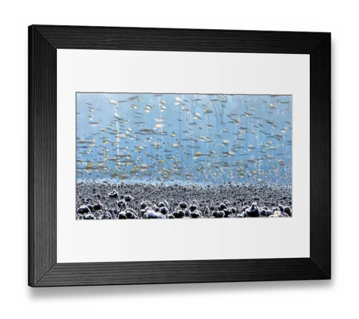 Framed Print : European goldfinches (Carduelis carduelis) and Bramblings (Fringilla montifringilla) flock in flight over field, Lower Silesia, Poland. January Framed Print : European goldfinches (Carduelis carduelis) and Bramblings (Fringilla montifringilla) flock in flight over field, Lower Silesia, Poland. January
