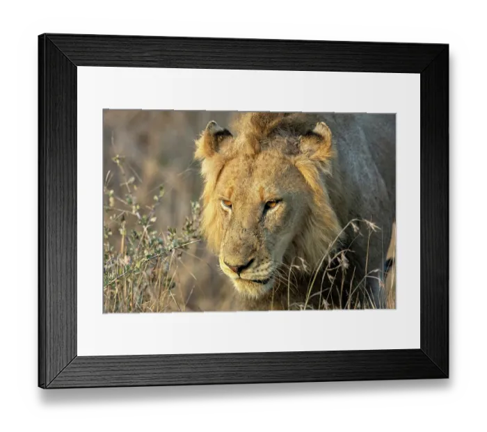 Framed Print : Lion (Panthera leo) male, portrait, Sabi Sands Private Game Reserve, South Africa Framed Print : Lion (Panthera leo) male, portrait, Sabi Sands Private Game Reserve, South Africa
