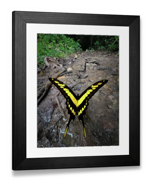 Framed Print : King swallowtail (Papilio thoas) portrait, Las Piedras, Madre de dios, Amazon rainforest, Peru Framed Print : King swallowtail (Papilio thoas) portrait, Las Piedras, Madre de dios, Amazon rainforest, Peru