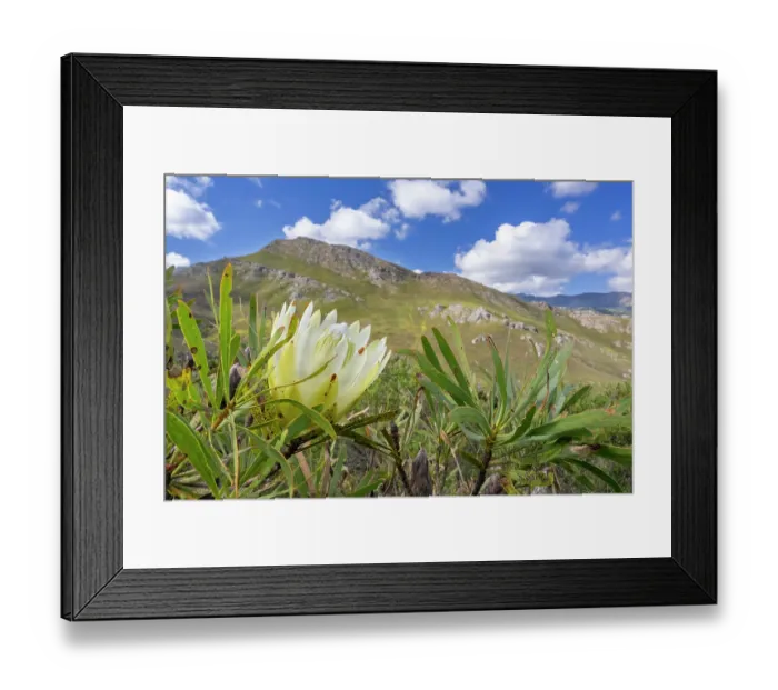 Framed Print : Common sugarbush (Protea repens) in flower, Franschhoek Pass, Western Cape, South Africa Framed Print : Common sugarbush (Protea repens) in flower, Franschhoek Pass, Western Cape, South Africa