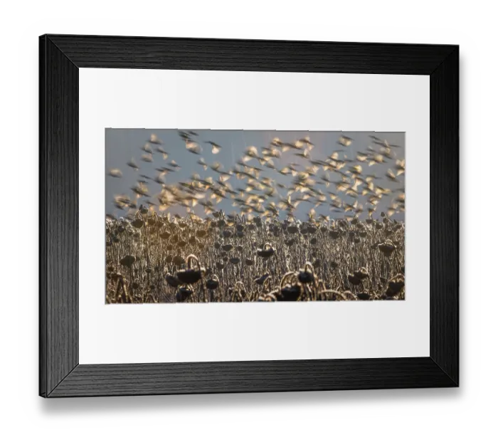 Framed Print : European goldfinches (Carduelis carduelis) flock in flight over field, Lower Silesia, Poland. February Framed Print : European goldfinches (Carduelis carduelis) flock in flight over field, Lower Silesia, Poland. February