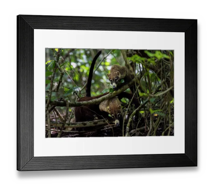 Framed Print : Two White-nosed coatis (Nasua narica) in rainforest understorey, Curu Wildlife refuge, Nicoya peninsula, Costa Rica Framed Print : Two White-nosed coatis (Nasua narica) in rainforest understorey, Curu Wildlife refuge, Nicoya peninsula, Costa Rica