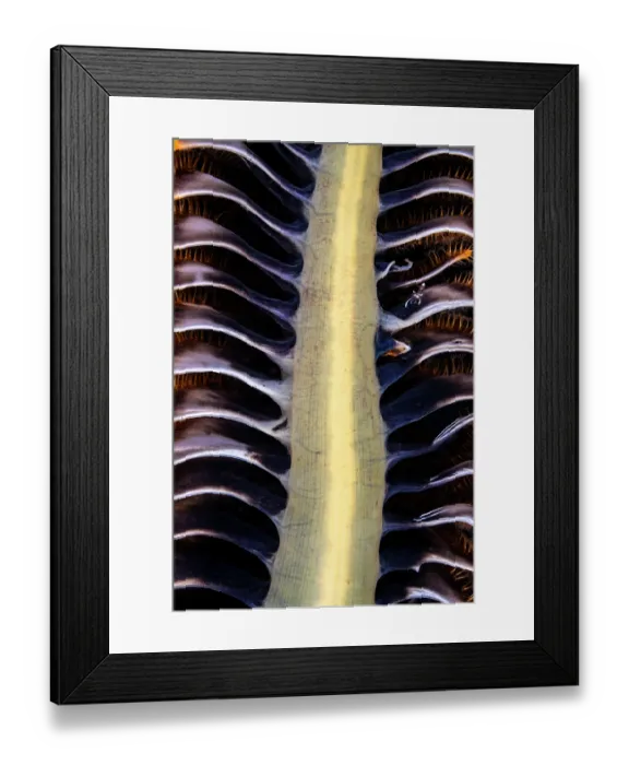 Framed Print : Magnificent anemone shrimp (Ancylomenes magnificus) resting on a large Sea pen (Pteroeides argenteum) at night, Komodo National Park, Indonesia, Savu Sea, Indian Ocean
