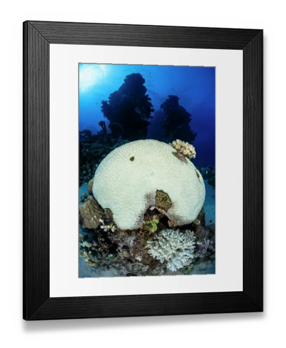 Framed Print : RF - Large coral colony (Goniastrea sp.) turned white by bleaching caused by elevated sea temperatures. This was part of the summer 2024 coral bleaching event in the Red Sea Framed Print : RF - Large coral colony (Goniastrea sp.) turned white by bleaching caused by elevated sea temperatures. This was part of the summer 2024 coral bleaching event in the Red Sea