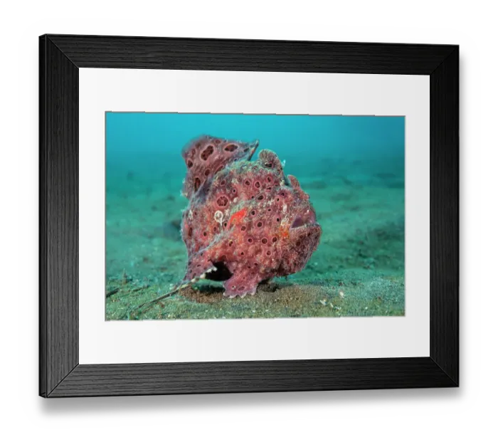 Framed Print : Painted frogfish (Antennarius pictus) female, moving across the seabed, North Sulawesi, Indonesia, Lembeh Strait, Molucca Sea Framed Print : Painted frogfish (Antennarius pictus) female, moving across the seabed, North Sulawesi, Indonesia, Lembeh Strait, Molucca Sea