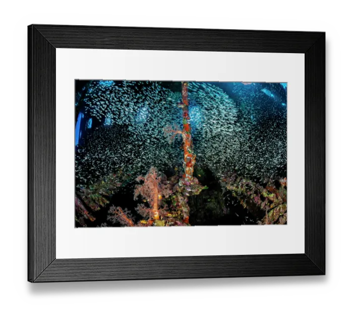 Framed Print : Schools of Glassfish (Parapriacanthus sp.) sweeping through the inside of the wreck of the SS Carnatic, above colourful soft corals (Dendronephthya sp.), Abu Nuhas Reef, Egypt Framed Print : Schools of Glassfish (Parapriacanthus sp.) sweeping through the inside of the wreck of the SS Carnatic, above colourful soft corals (Dendronephthya sp.), Abu Nuhas Reef, Egypt
