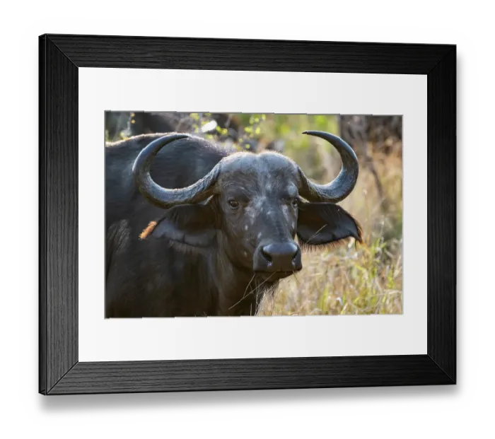 Framed Print : Cape buffalo (Syncerus caffer caffer) portrait, Sabi Sands Private Game Reserve, South Africa