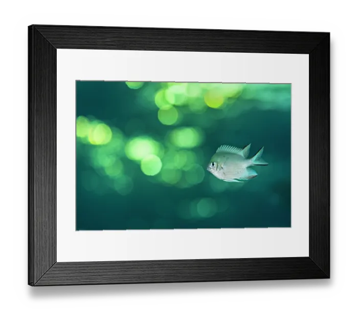 Framed Print : White-belly damselfish (Amblyglyphidodon leucogaster) portrait, with the evening sun reflecting on the sea surface, Gubal Island, Egypt, Gulf of Suez, Red Sea Framed Print : White-belly damselfish (Amblyglyphidodon leucogaster) portrait, with the evening sun reflecting on the sea surface, Gubal Island, Egypt, Gulf of Suez, Red Sea
