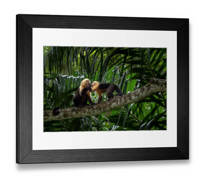 Framed Print : White-faced capuchins (Cebus capucinus imitator) juvenile and adult squabbling over food, Curu wildlife refuge, Nicoya peninsula, Costa Rica Framed Print : White-faced capuchins (Cebus capucinus imitator) juvenile and adult squabbling over food, Curu wildlife refuge, Nicoya peninsula, Costa Rica
