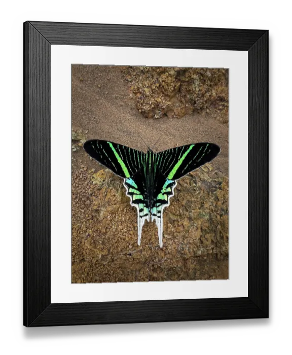 Framed Print : Diurnal moth (Urania leilus) resting on the bank of the Madre de Dios River, Amazon rainforest. Peru