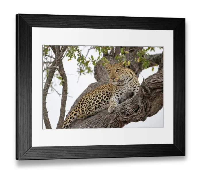 Framed Print : Leopard (Panthera pardus) resting high up in a tree, Klaserie Private Game Reserve, South Africa Framed Print : Leopard (Panthera pardus) resting high up in a tree, Klaserie Private Game Reserve, South Africa