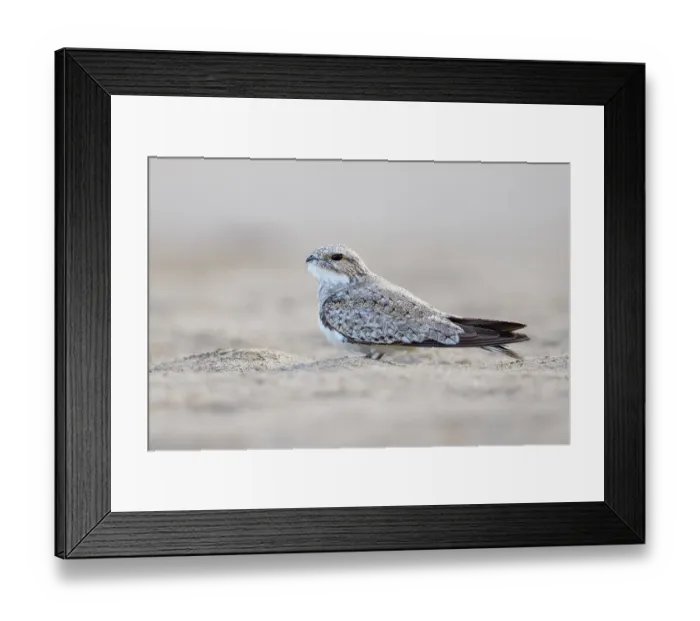 Framed Print : Sand-colored nighthawk (Chordeiles rupestris) portrait, Las Piedras, Madre de dios, Amazon rainforest, Peru Framed Print : Sand-colored nighthawk (Chordeiles rupestris) portrait, Las Piedras, Madre de dios, Amazon rainforest, Peru