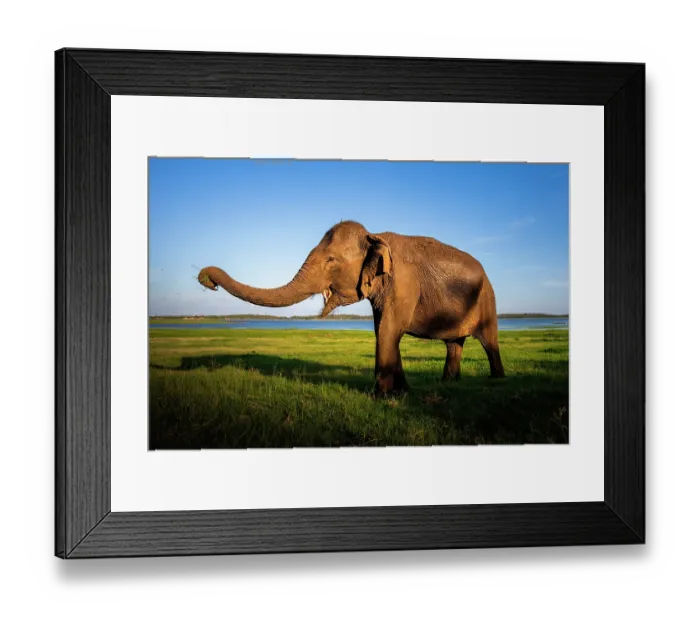 Framed Print : Sri Lankan elephant (Elephas maximus maximus) standing in grassland with trunk raised, Kaudulla National Park, Sri Lanka. Endangered Framed Print : Sri Lankan elephant (Elephas maximus maximus) standing in grassland with trunk raised, Kaudulla National Park, Sri Lanka. Endangered