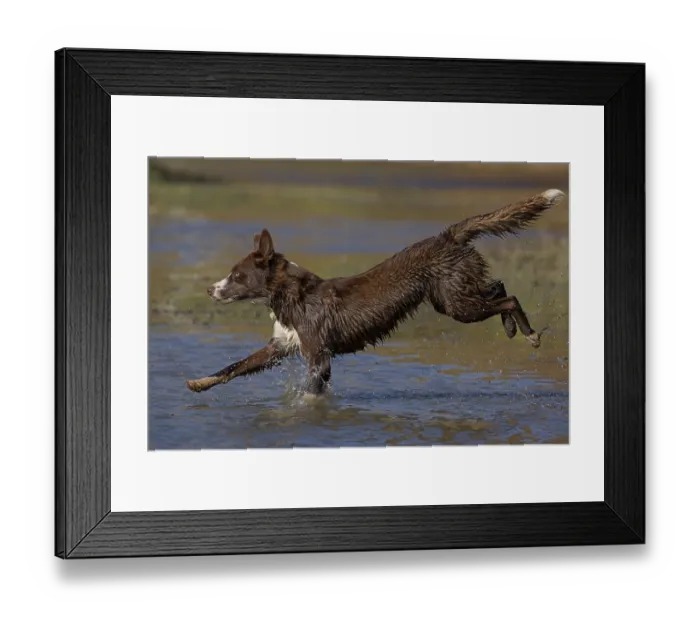 Framed Print : Chocolate border collie running through water, Maryland, USA. October Framed Print : Chocolate border collie running through water, Maryland, USA. October