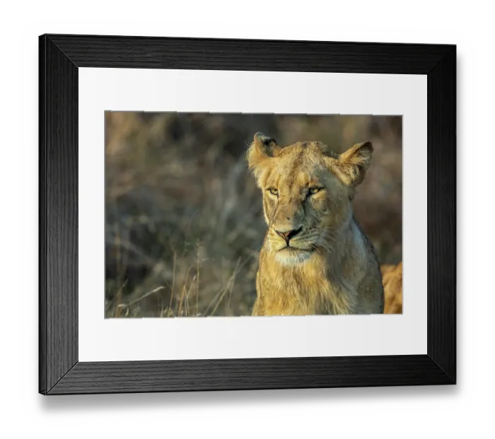 Framed Print : Lion (Panthera leo) female, portrait, Sabi Sands Private Game Reserve, South Africa