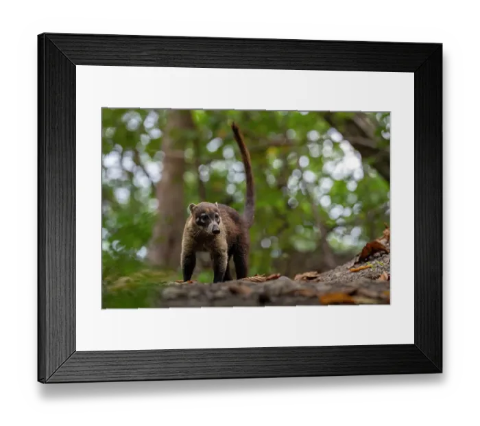Framed Print : White-nosed coati (Nasua narica) in rainforest habitat, Curu Wildlife refuge, Nicoya peninsula, Costa Rica Framed Print : White-nosed coati (Nasua narica) in rainforest habitat, Curu Wildlife refuge, Nicoya peninsula, Costa Rica