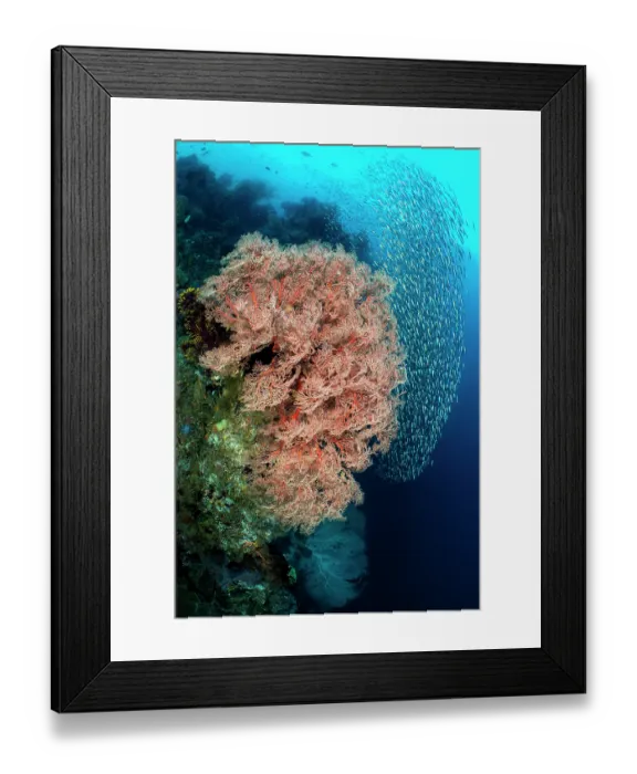 Framed Print : Sea fans (Melithaea sp.) and schooling Mottled fusiliers (Dipterygonotus balteatus) on a coral reef, Misool, Raja Ampat, West Papua, Ceram Sea, Pacific Ocean Framed Print : Sea fans (Melithaea sp.) and schooling Mottled fusiliers (Dipterygonotus balteatus) on a coral reef, Misool, Raja Ampat, West Papua, Ceram Sea, Pacific Ocean