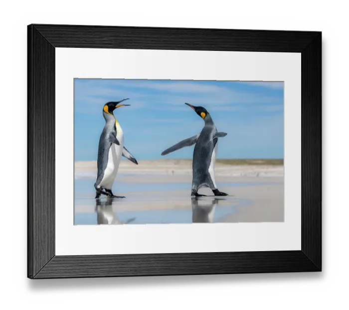 Framed Print : RF - Two King penguins (Aptenodytes patagonicus) interacting on beach, Falkland Islands. (This image may be licensed either as rights managed or royalty free.) Framed Print : RF - Two King penguins (Aptenodytes patagonicus) interacting on beach, Falkland Islands. (This image may be licensed either as rights managed or royalty free.)