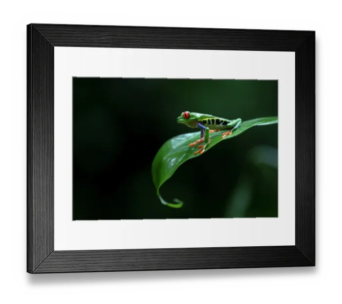Framed Print : Red-eyed tree frog (Agalychnis callidryas) sitting on a leaf, Arenal, Costa Rica Framed Print : Red-eyed tree frog (Agalychnis callidryas) sitting on a leaf, Arenal, Costa Rica