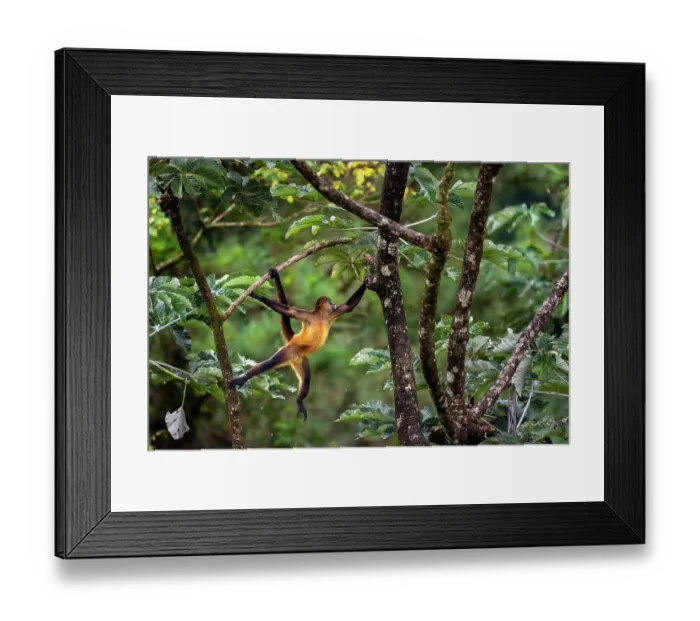 Framed Print : Central American spider monkey (Ateles geoffroyi) swinging from tree to tree in rainforest, Arenal, Costa Rica Framed Print : Central American spider monkey (Ateles geoffroyi) swinging from tree to tree in rainforest, Arenal, Costa Rica