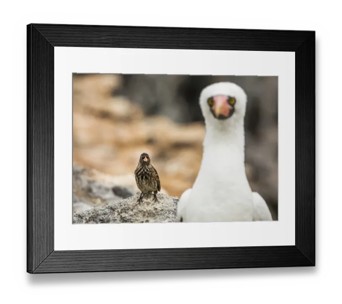 Framed Print : Vampire finch (Geospiza septentrionalis) perched on a rock alongside a Nazca booby (Sula granti), Wolf Island, Galapagos Islands Framed Print : Vampire finch (Geospiza septentrionalis) perched on a rock alongside a Nazca booby (Sula granti), Wolf Island, Galapagos Islands
