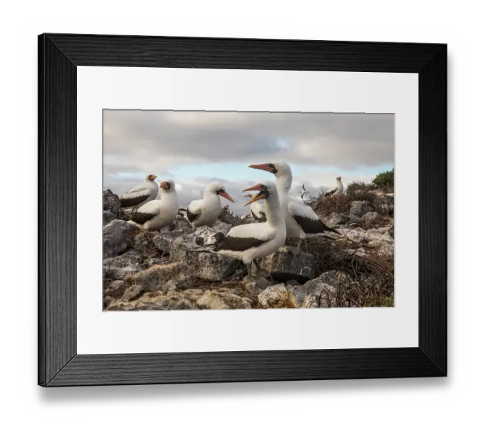 Framed Print : Two Vampire finches (Geospiza septentrionalis) perched on the back of a Nazca booby (Sula granti) feeding on its blood Framed Print : Two Vampire finches (Geospiza septentrionalis) perched on the back of a Nazca booby (Sula granti) feeding on its blood