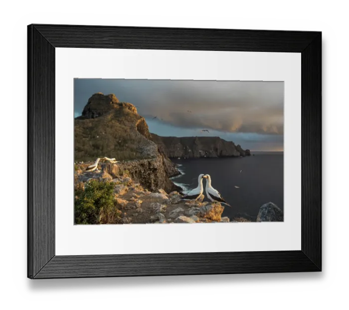 Framed Print : Nazca booby (Sula granti) colony perched on cliff top, Wolf Island, Galapagos Islands Framed Print : Nazca booby (Sula granti) colony perched on cliff top, Wolf Island, Galapagos Islands