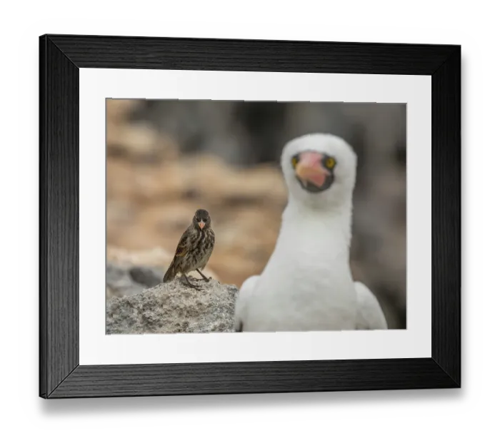 Framed Print : Vampire finch (Geospiza septentrionalis) perched on a rock alongside a Nazca booby (Sula granti), Wolf Island, Galapagos Islands Framed Print : Vampire finch (Geospiza septentrionalis) perched on a rock alongside a Nazca booby (Sula granti), Wolf Island, Galapagos Islands