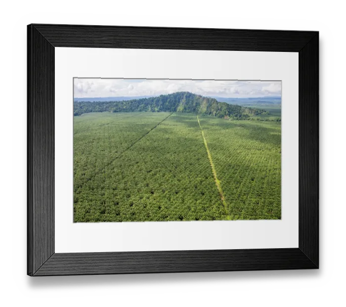 Framed Print : Aerial view showing huge Oil palm (Elaeis sp.) plantation, New Britain, Papua New Guinea. September, 2016 Framed Print : Aerial view showing huge Oil palm (Elaeis sp.) plantation, New Britain, Papua New Guinea. September, 2016