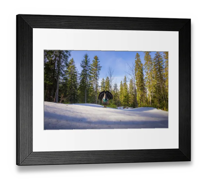Framed Print : Western capercaillie (Tetrao urogallus) male, displaying, Switzerland. February Framed Print : Western capercaillie (Tetrao urogallus) male, displaying, Switzerland. February