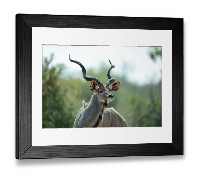 Framed Print : Greater kudu (Tragelaphus strepsiceros) male, portrait, Klaserie Private Game Reserve, South Africa Framed Print : Greater kudu (Tragelaphus strepsiceros) male, portrait, Klaserie Private Game Reserve, South Africa